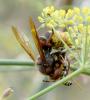 Vespa crabro